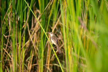 Plain Prinia