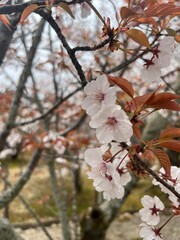 桜 京都