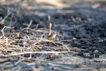 Plain Prinia