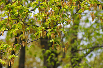 Alder blossom spring male inflorescence . Closeup photo made in spring sunny day.  Botanical plants and trees outdoors photo