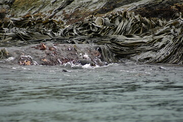 Kelp growing on a rock at Coopers Bay, South Georgia Island