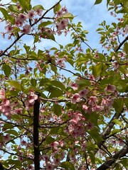 桜 京都