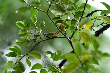 Olive - backed sunbird