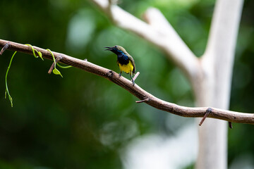 Olive - backed Sunbird