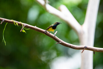 Olive - backed Sunbird