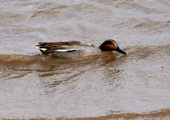 Krickente schwimmt schnell