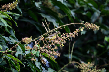 Olive - backed Sunbird