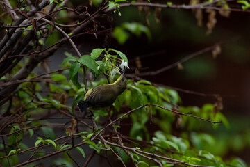 Olive - backed sunbird