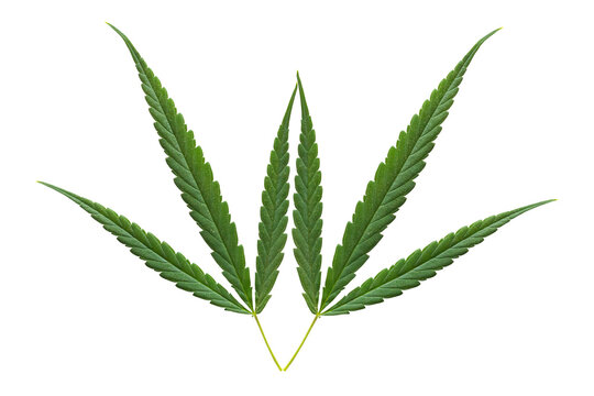 Cannabis plant, green cannabis leaves isolated background