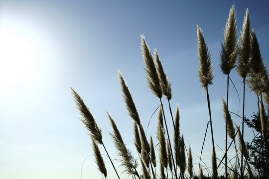 Las flores de la planta Alopecurus llamada Cola de Zorro, nacidas en el campo como malas hierbas, esponjosas y puntiagudas, iluminadas por el sol muestran su pelusa blanca con un fondo de cielo azul