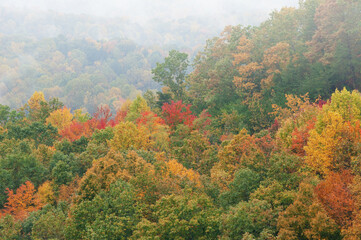 Obraz premium Autumn landscape in fog from the Blue Ridge Parkway, North Carolina, USA