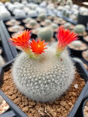 Parodia haselbergii