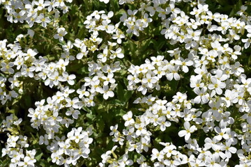 Viele Blüten einer Kaukasischen Gänsekresse