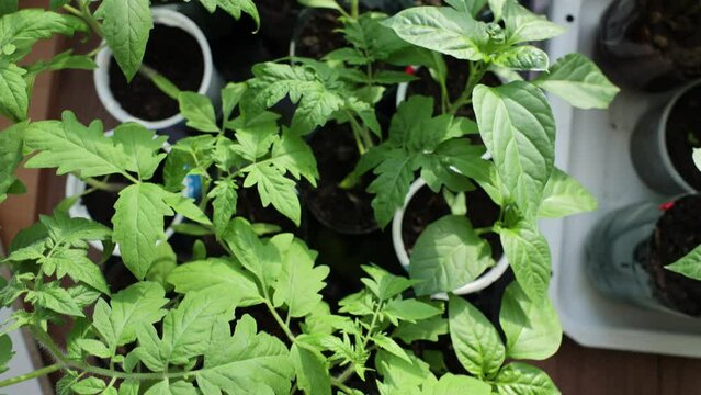 Solanum lycopersicum: tomato seedlings grow in a pot at home