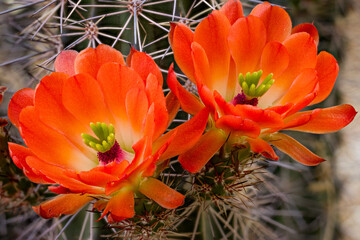 Claret Cup Hedghog Cactus Flower