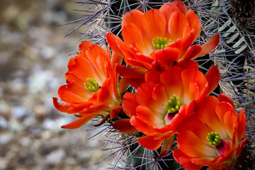 Claret Cup Hedghog Cactus Flower