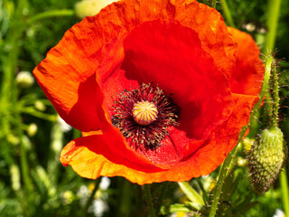 close up red corn poppy flower with capsule with a wild meadow in the background
