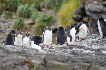 Macaroni penguins (Eudyptes chrysolophus) on a rock at Coopers Bay, South Georgia Island