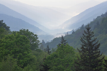 Fototapeta na wymiar Foggy spring landscape of forest from Newfound Gap, Great Smoky Mountains National Park, Tennessee, USA