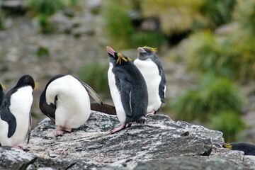 Macaroni penguins (Eudyptes chrysolophus) on a rock at Coopers Bay, South Georgia Island