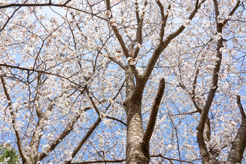 Obraz premium 桜