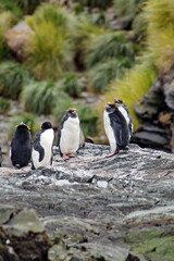 Fototapeta premium Macaroni penguins (Eudyptes chrysolophus) on a rock at Coopers Bay, South Georgia Island