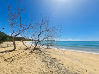 tree on the beach
