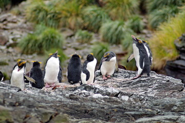 Fototapeta premium Macaroni penguins (Eudyptes chrysolophus) on a rock at Coopers Bay, South Georgia Island
