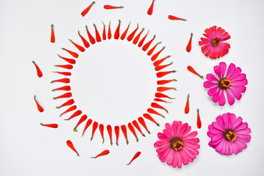 circle frame of petals on white background with zinnia flowers. flat lay overhead view.