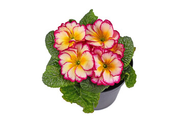 Pink and yellow potted 'Primula Acaulis Scentsation' primrose flowers on white background
