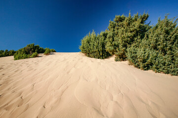 dettaglio di dune di sabbia in una spiaggia con un cielo blu sullo sfondo 