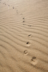 Fototapeta na wymiar dettaglio delle impronte su dune di sabbia in un deserto