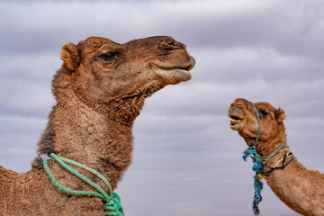 Dromedari fermi nel deserto del Marocco