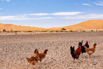 galline nel deserto 