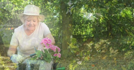 Composite video of tress in the forest against caucasian senior woman gardening in the garden