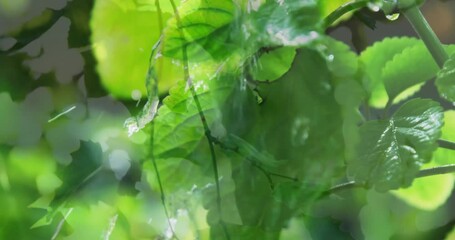 Composite video of leaves on a tree against water falling over plants