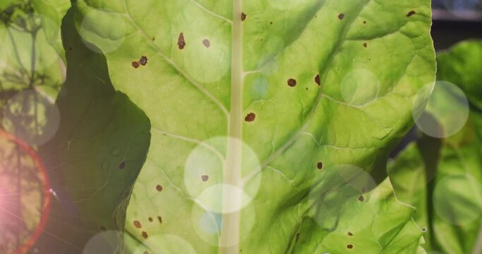 Composite video of spots of light against close up of a green leaf