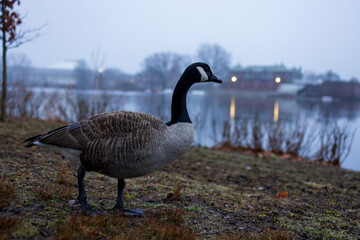 Canada goose near Charles River at dawn