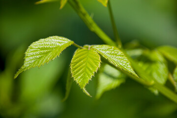 Greenery captured from a garden in Ontario, Canada.
