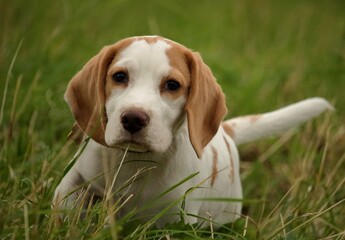 beagle dog in the grass
