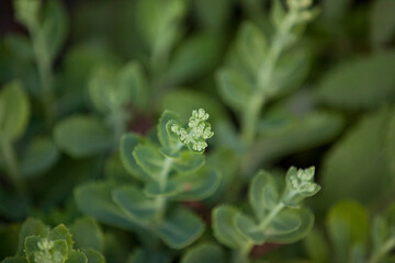 Greenery captured from a garden in Ontario, Canada.