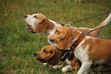 beagle in the grass