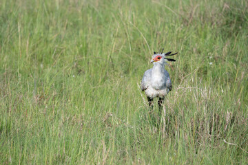 Secretary bird in the Maasai Mara grassland