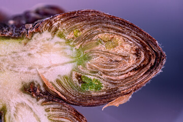 A cut of a flower bud on a spring tree. View in a microscope