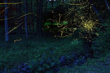 fireflies taken by long exposure