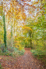 Autumn in the Cotswolds - The Cotswold Way long distance footpath passing through beech woodland near Prinknash Abbey, Gloucestershire, England UK