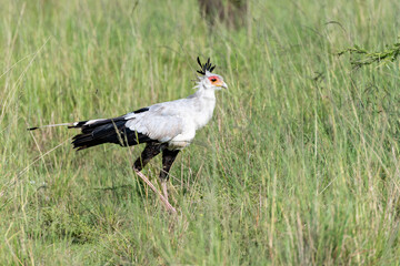 portrait of secretary bird walking in savannah