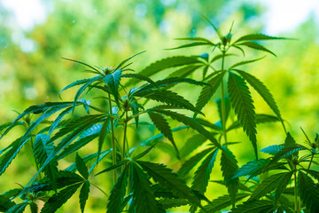Fototapeta na wymiar Medicinal hemp bushes in an industrial greenhouse. Commercial Growth Of Cannabis
