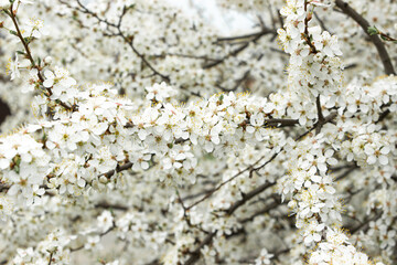 Cherry blossom branches. Blooming tree. white cherry tree flowers