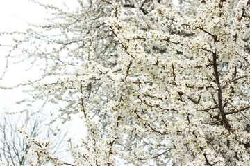 Cherry blossom branches. Blooming tree. white cherry tree flowers